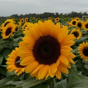 Meet your Posher, Cynthia